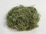 スパニッシュモス／50%OFF